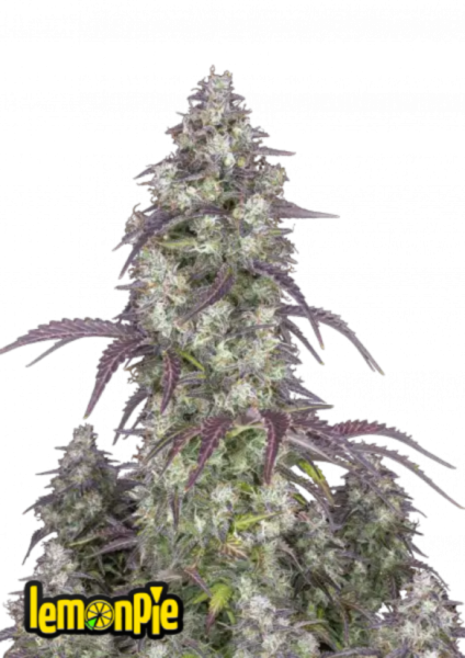 Lemon Pie Auto 1st.