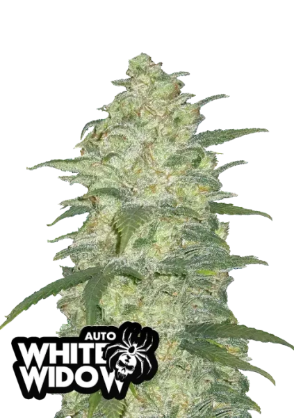 White Widow Auto 1st.