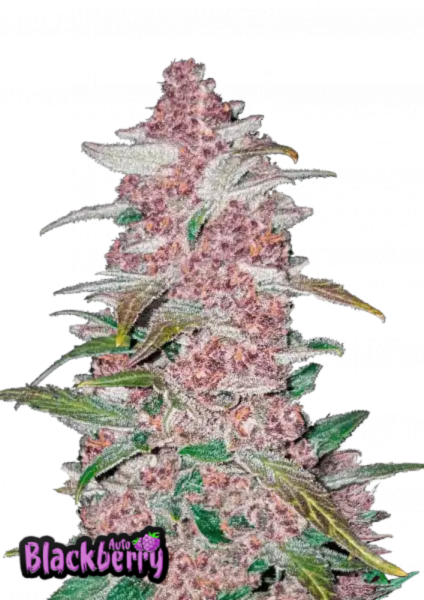 Blackberry Auto 1St.