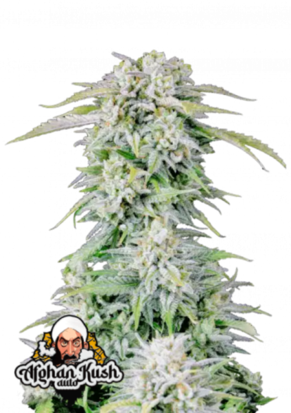 Original Afghan Kush Auto 1st.