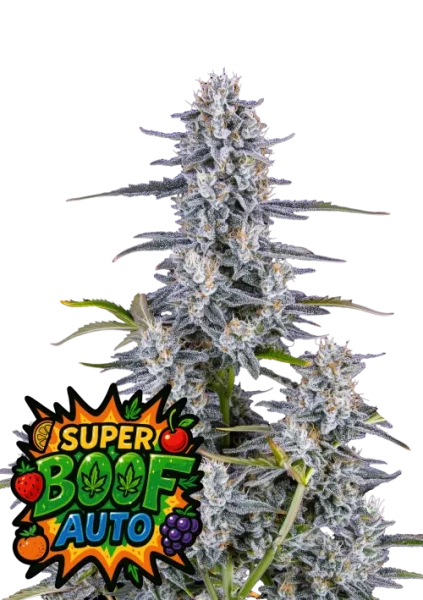 Super Boof Auto 1st.