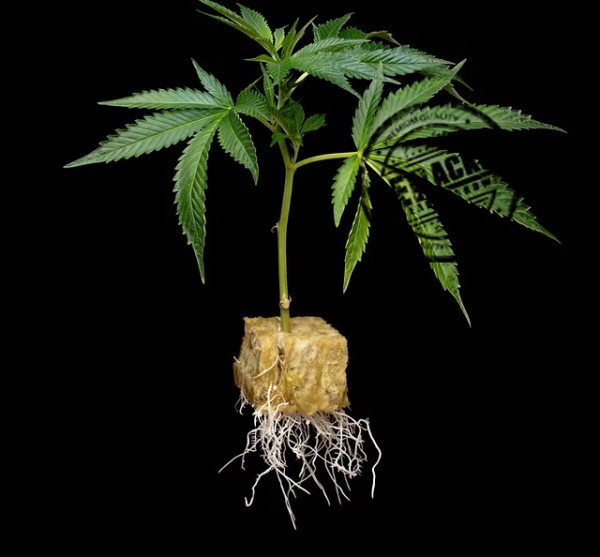 Grape Gas # Seed Junky