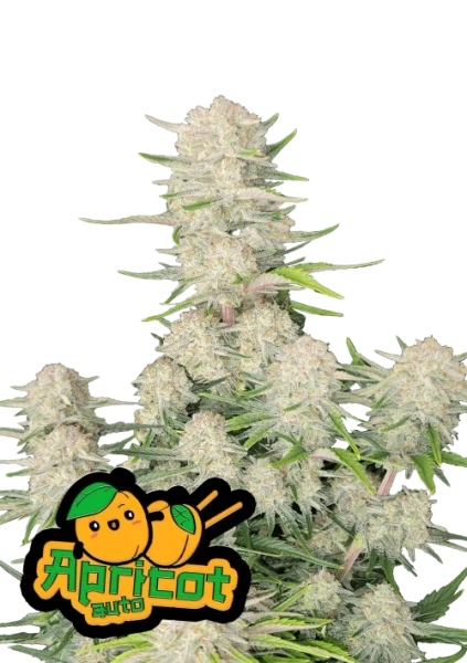 Apricot Auto 1st.