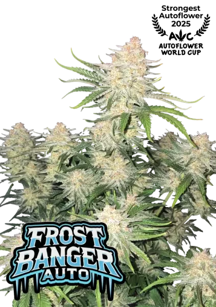 Frostbanger Auto 1 stk.