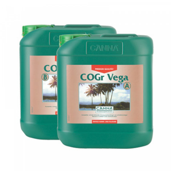 Canna Cogr Vega 5L, Wachstum