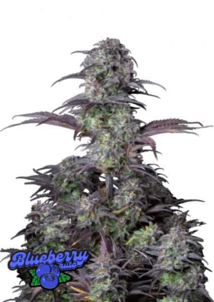 Original Blueberry Auto 1st.