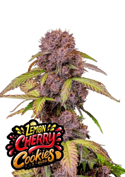 Lemon Cherry Cookies Auto 1st.
