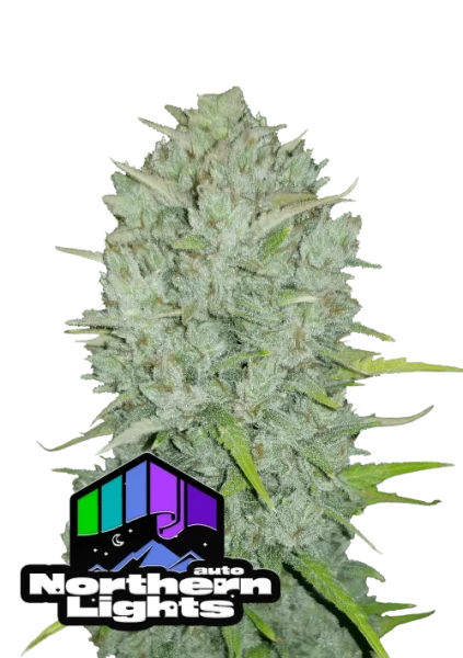 Northern Lights Cookies Auto 1st.