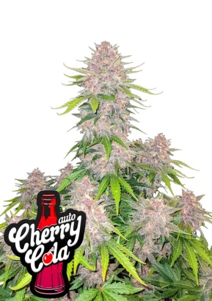Cherry Cola Auto 1st.