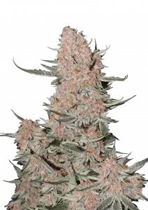 Ztrawberriez Auto 1 stk.