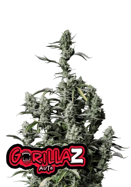 Gorilla Zkittlez Auto 1Stk.