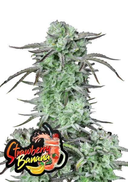 Strawberry Banana Auto 1st.