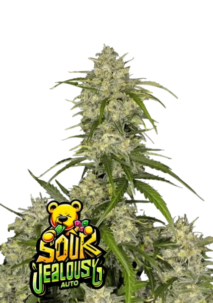 Sour Jealousy Auto