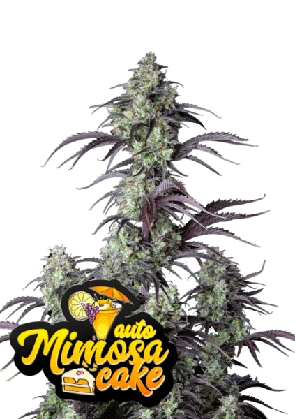 Mimosa Cake Auto 1Stk.
