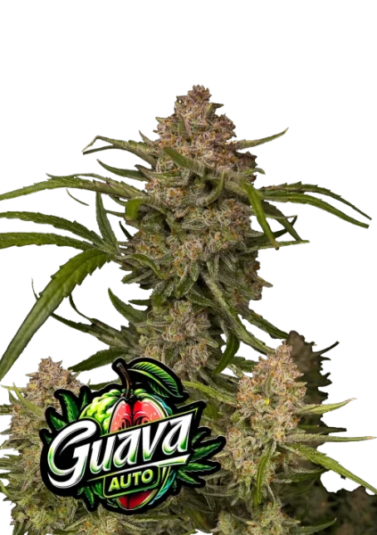 Guava Auto 1st.
